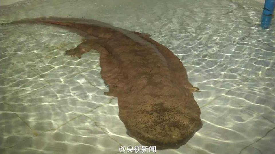 Hallan en China una salamandra gigante viva de 200 años de edad 