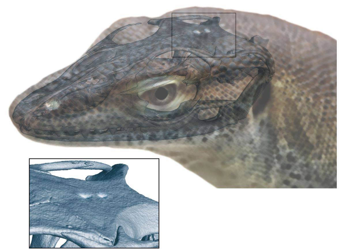 Hallan un lagarto extinto de cuatro ojos 