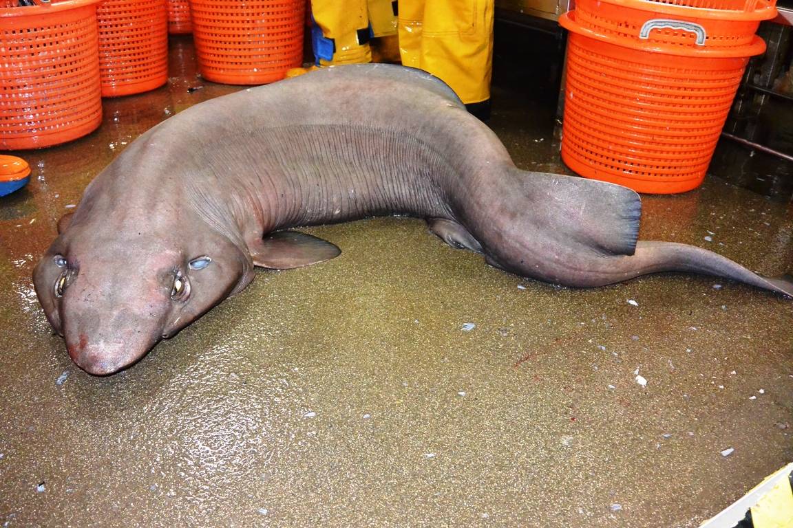 Hallan un poco agraciado tiburón en aguas escocesas