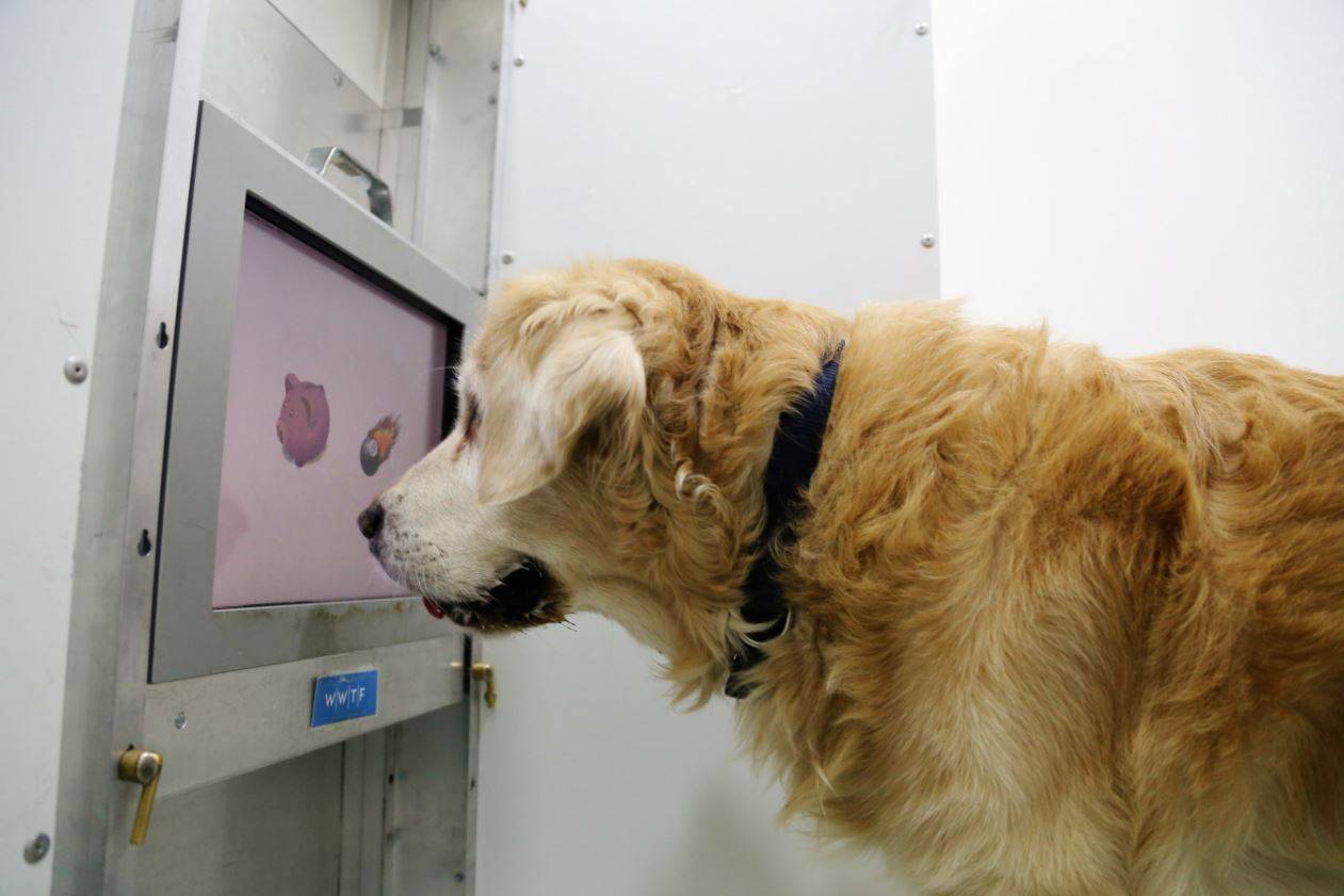Juegos de pantalla táctil, el nuevo sudoku para perros mayores