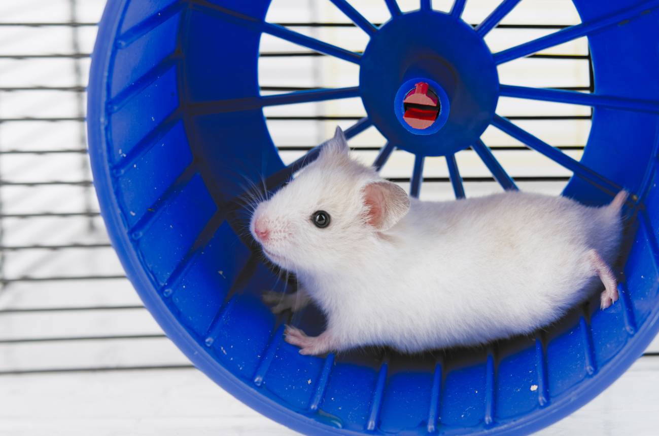 Ratón en una rueda 