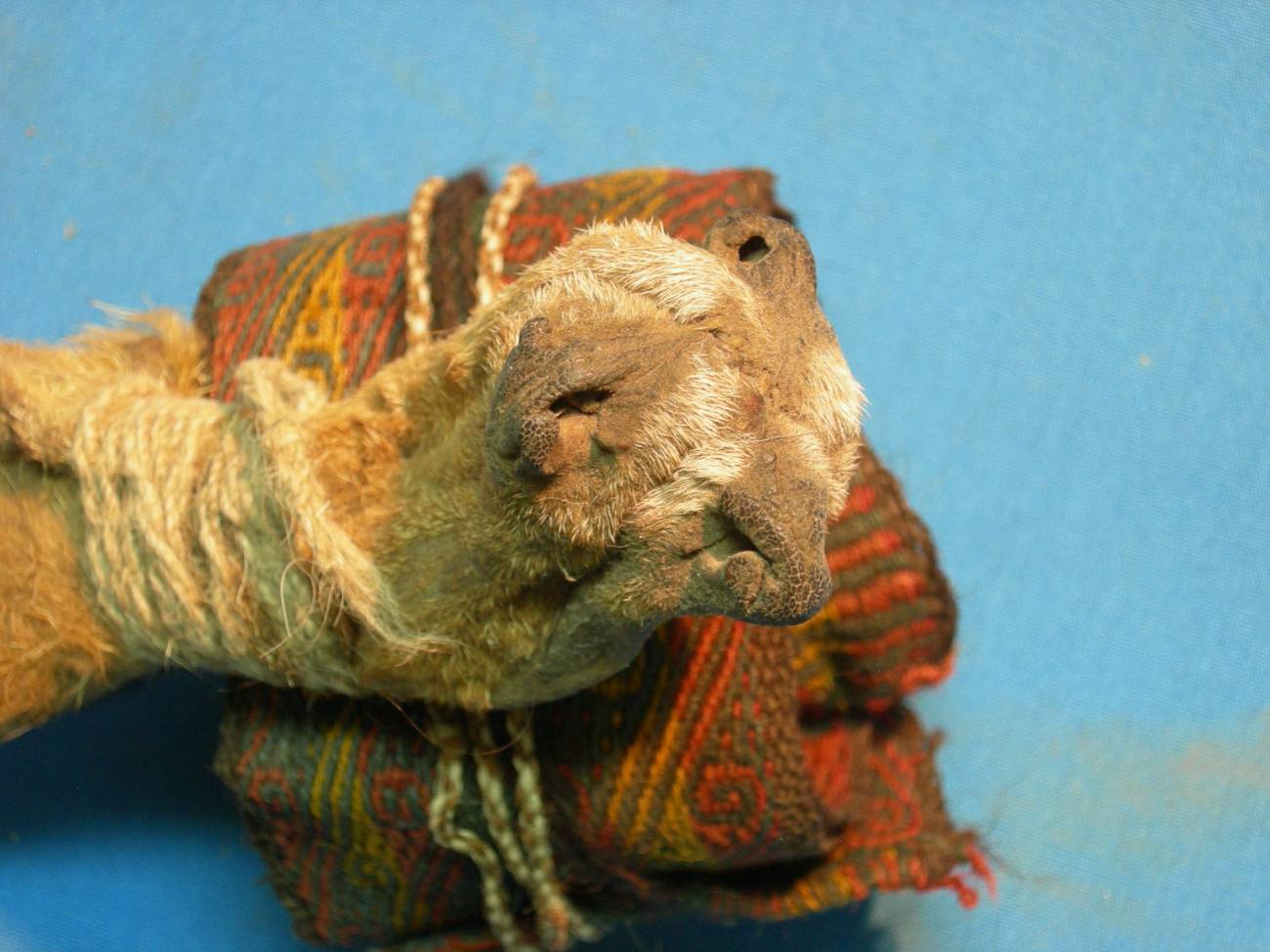 La ayahuasca ya se consumía hace mil años en rituales precolombinos 