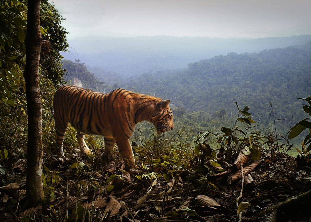 La destrucción de los bosques acorrala al tigre de Sumatra