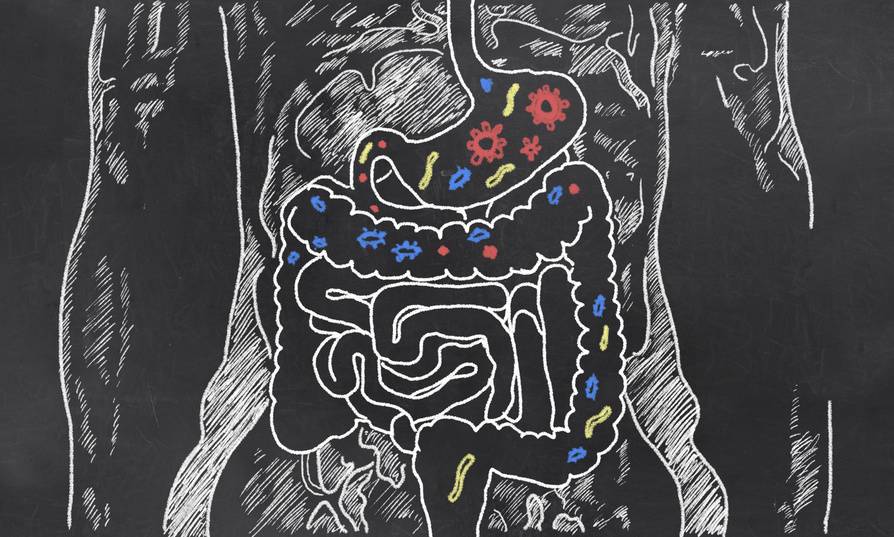 La flora intestinal depende de nuestro estilo de vida