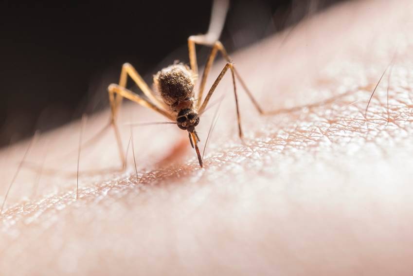 La malaria más mortífera llegó a Europa desde la India