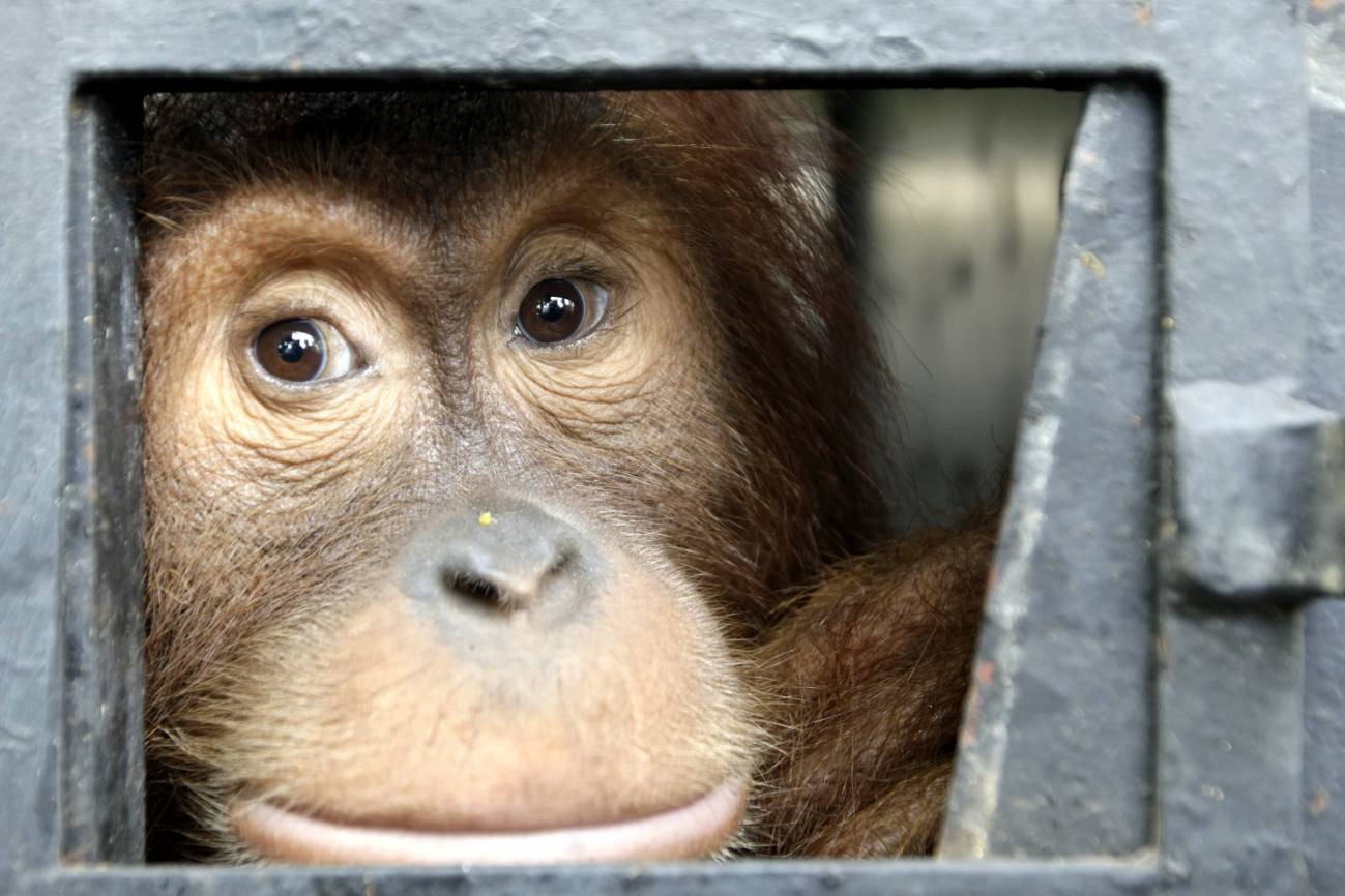 La mirada hacia la libertad de un orangután de Sumatra 
