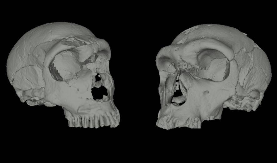 La nariz de los neandertales revela cómo respiraban 