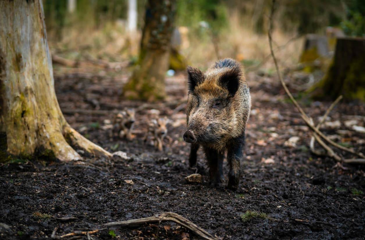 La peste porcina africana en España: éxito en la contención, incógnitas en el origen