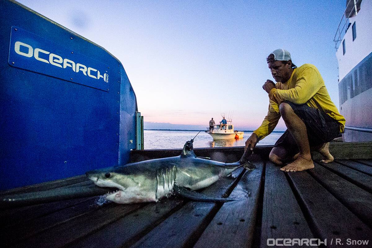 La primera guardería de tiburones blancos en el Atlántico Norte