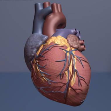 La proteína que imita los efectos del ejercicio físico en el corazón