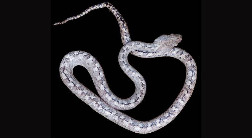 La serpiente fantasma con ojos de gato que se esconde en Madagascar