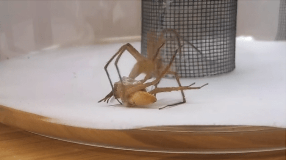 La técnica ‘bondage’ de los machos de araña vivero para no morir en la cópula