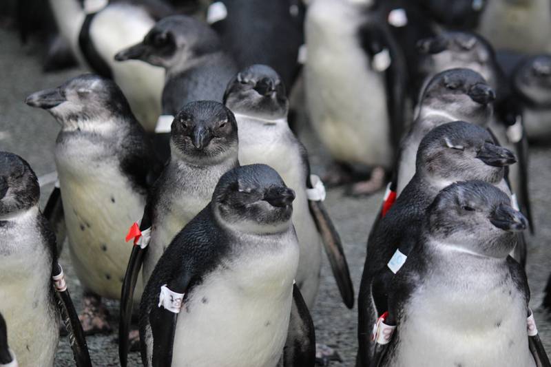 La trampa ecológica que amenaza la supervivencia de los pingüinos