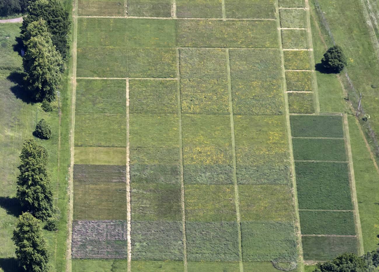 La vegetación renace en los suelos descontaminados