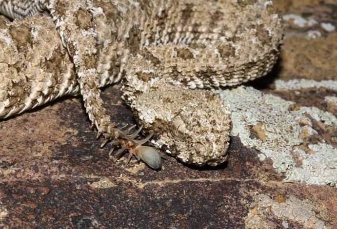 La víbora que se disfraza de araña para engañar a sus presas