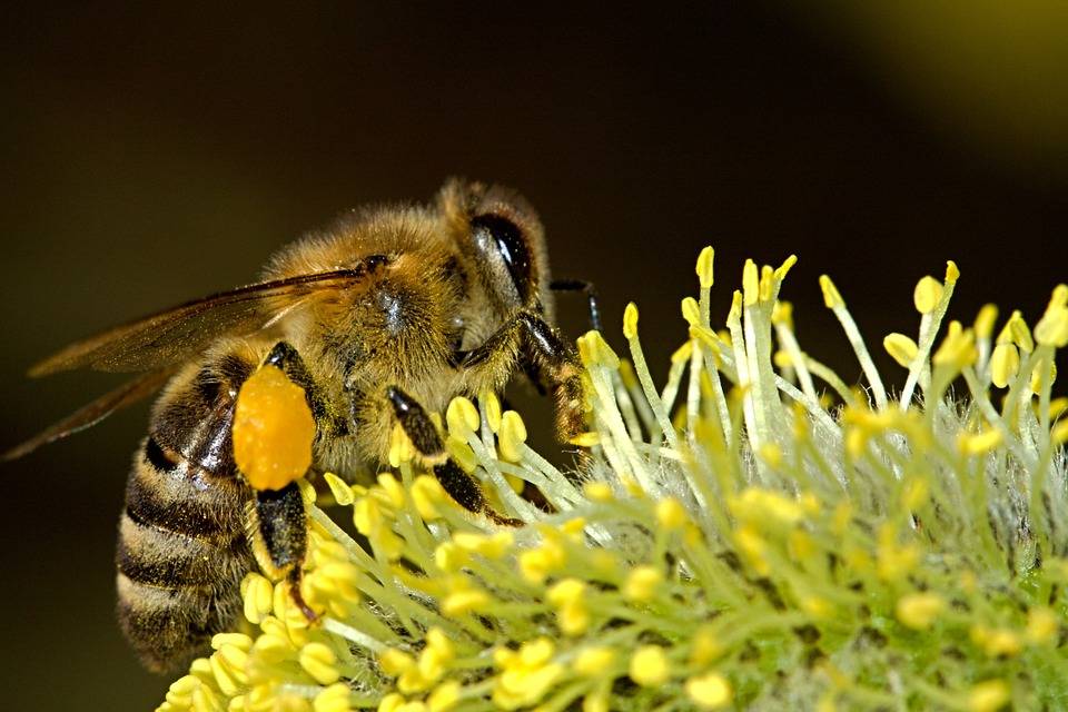 Las abejas se convierten en reinas o en obreras por el microARN de las plantas