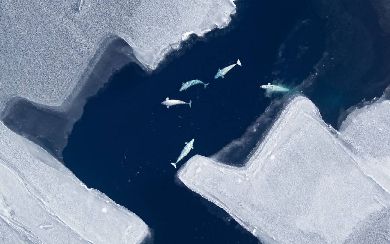 Las belugas alteran sus migraciones por culpa del deshielo ártico