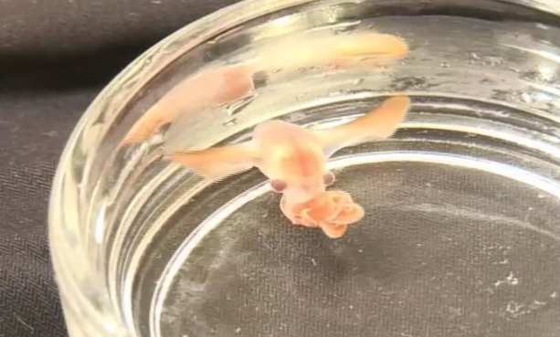 Las crías de pulpo dumbo son miniadultos desde que rompen el huevo