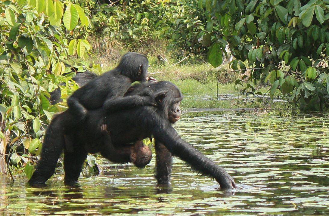 Las hembras de bonobo se enfadan más que los machos