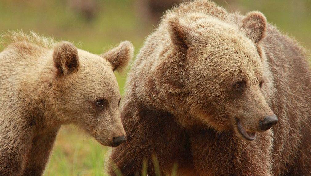 Las hembras de oso pardo alargan su maternidad debido a la caza