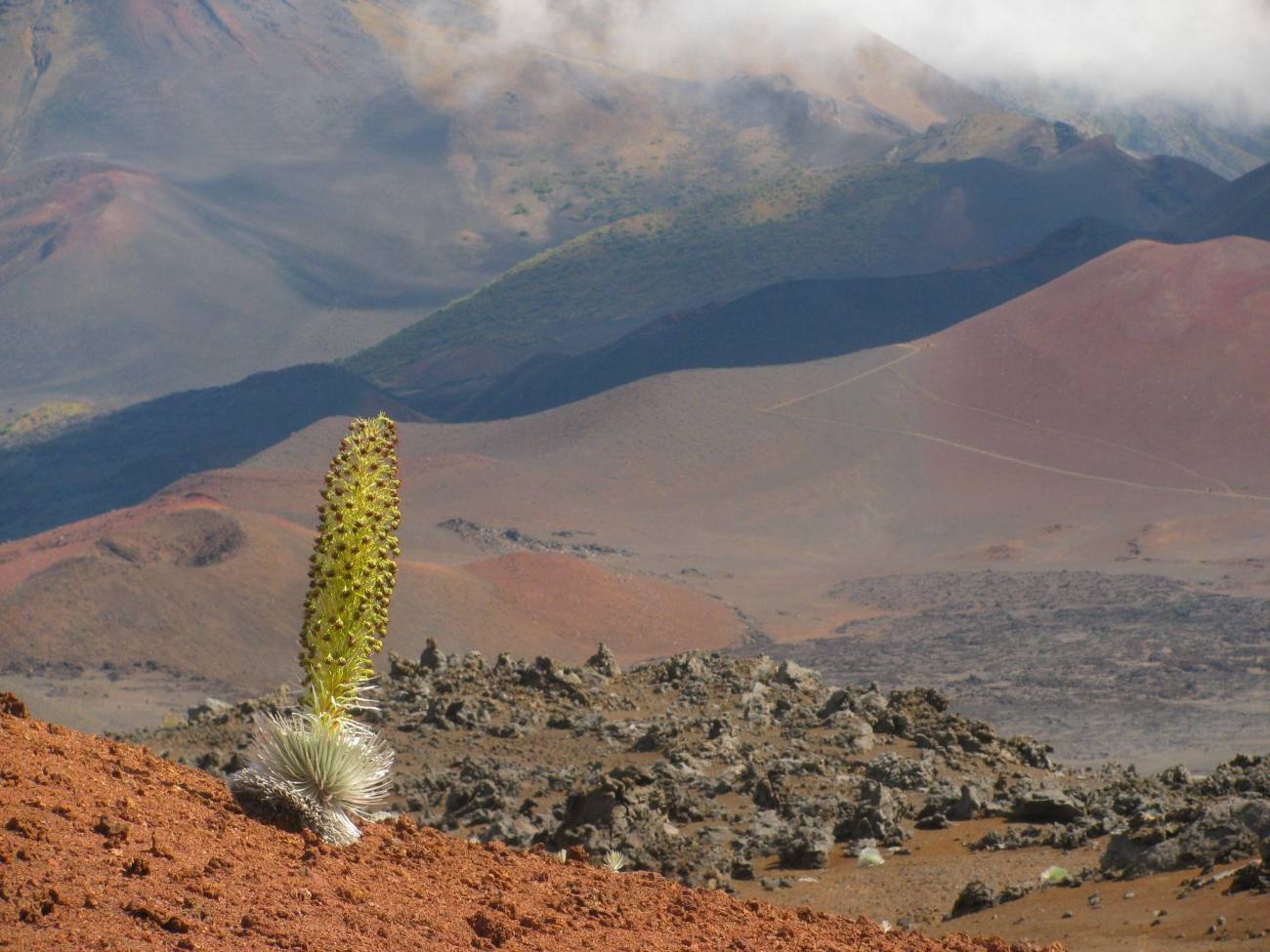 La espada plateada de Haleakalā (Argyroxiphium sandwicense) se encuentra únicamente en la isla de Maui y crece en lo alto de las laderas superiores del volcán inactivo Haleakalā