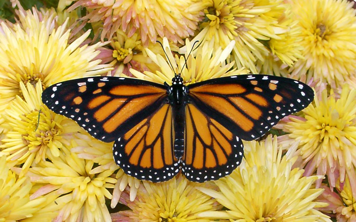 Las matemáticas explican cómo se orienta la mariposa monarca 