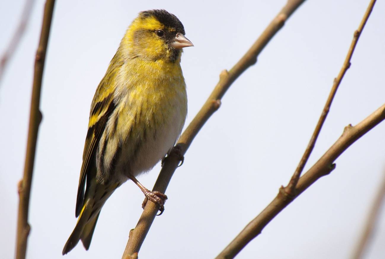 Las pequeñas aves también prefieren viajar con amigos