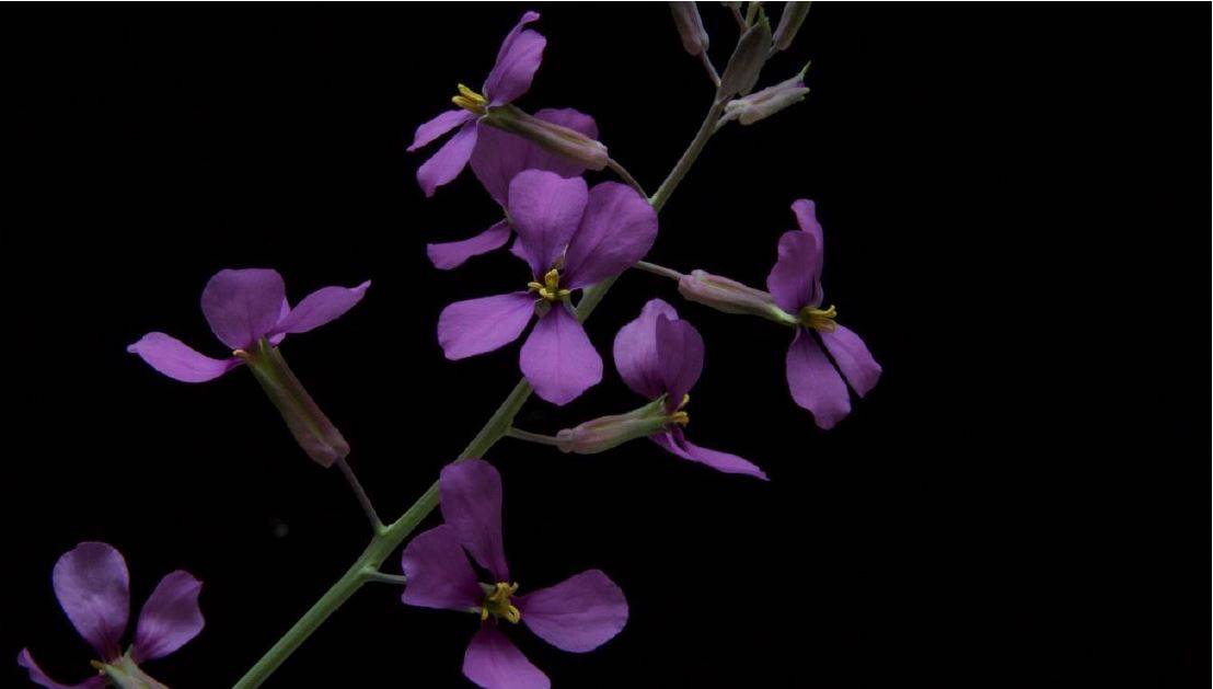 Moricandia moricandioides. / Lucía Desoto, (EEZA-CSIC)