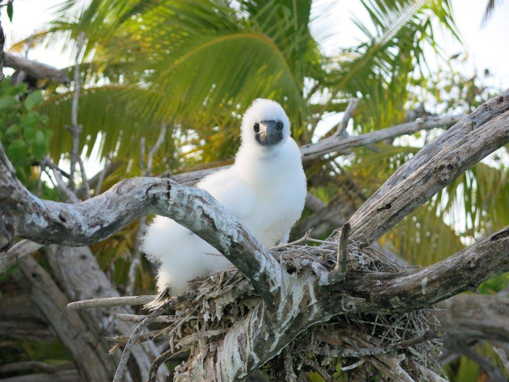 Las ratas de las islas del Índico arrasan la vida en los arrecifes de coral
