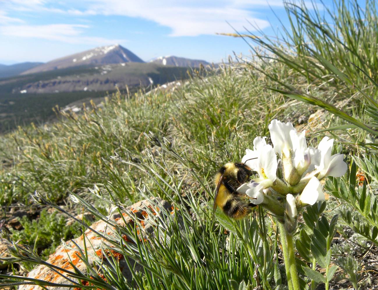 Los abejorros se adaptan a la disminución de las flores 