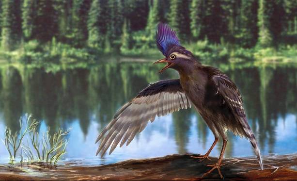 Los antepasados de los pájaros vivieron hace 130 millones de años