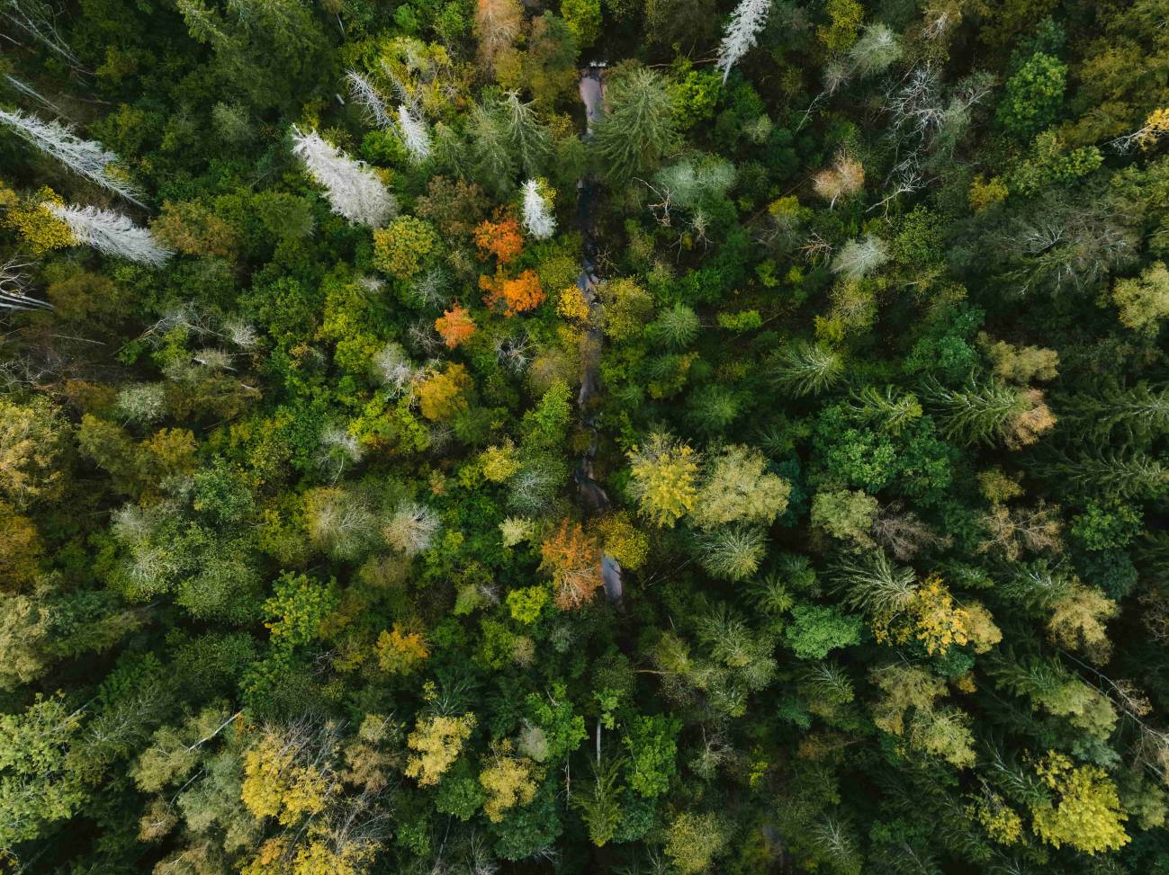 Los bosques mediterráneos liberan compuestos vinculados al tráfico durante las olas de calor 