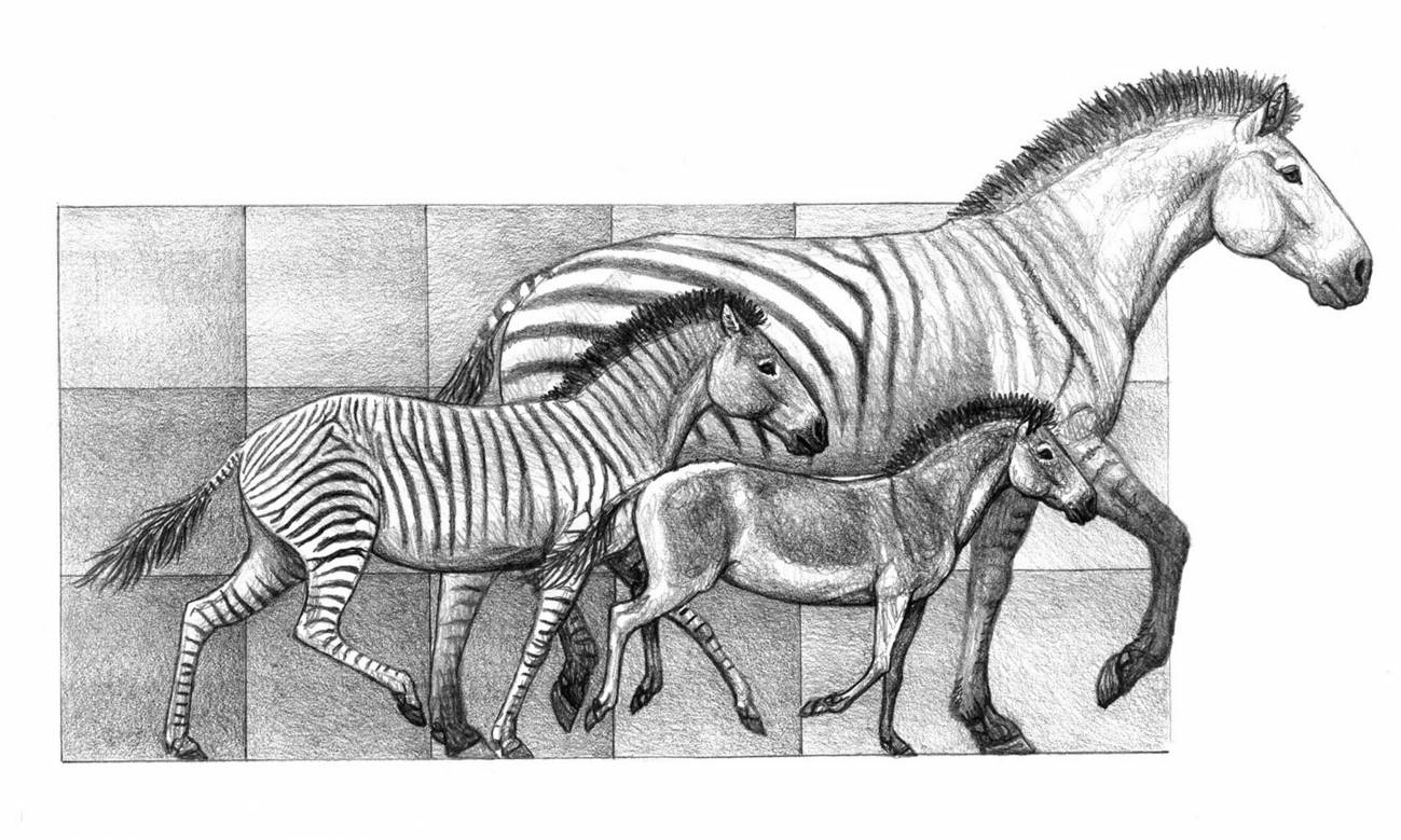 Los cambios climáticos, responsables de la diversificación de los caballos