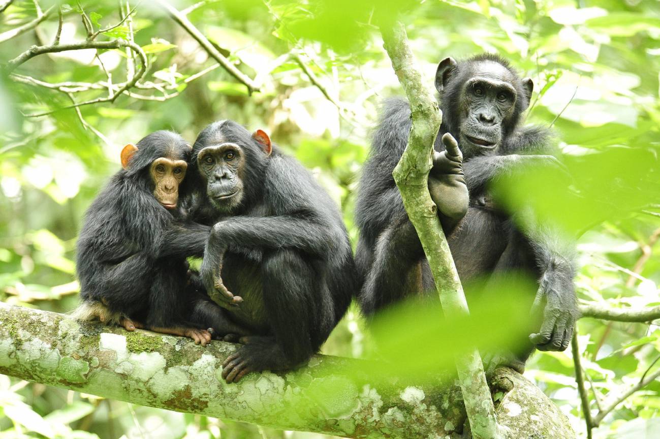 Los chimpancés basan sus relaciones en la confianza