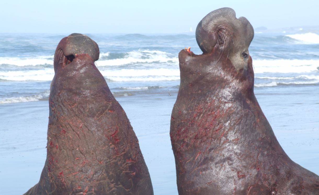 Los elefantes marinos se reconocen entre ellos por el ritmo de sus voces