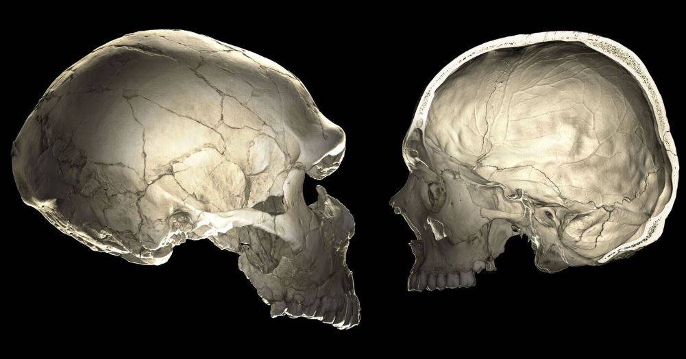 Los genes neandertales influyen en la forma de nuestros cráneos