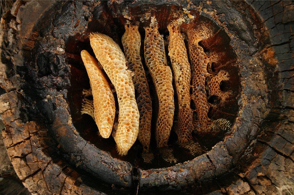 Cera de abeja en una vasija