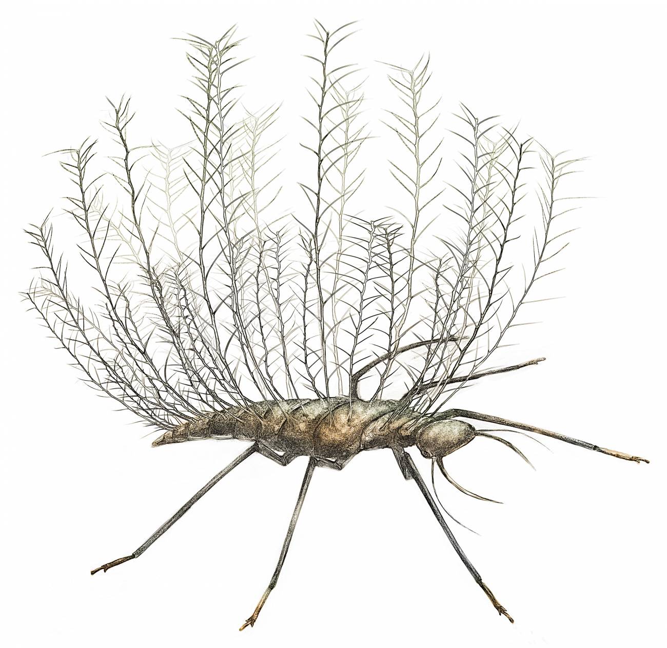 Los insectos transportan escombros desde la prehistoria para camuflarse 