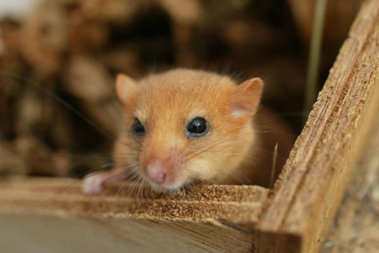 Los lirones enanos desaparecen de los bosques británicos