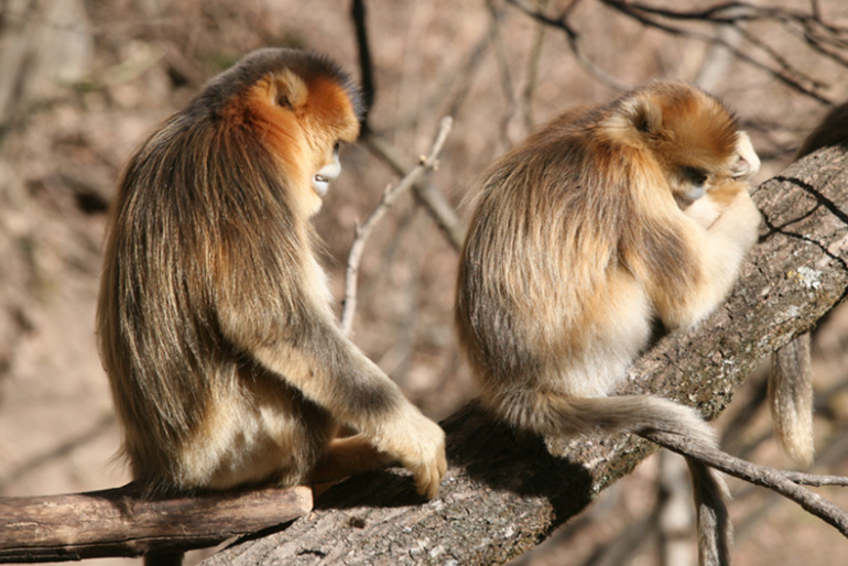 Los monos también sufren por la muerte de un ser querido