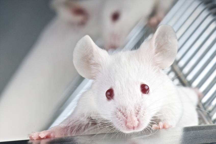 Los ratones imitan a las turbinas para entonar ultrasonidos de amor