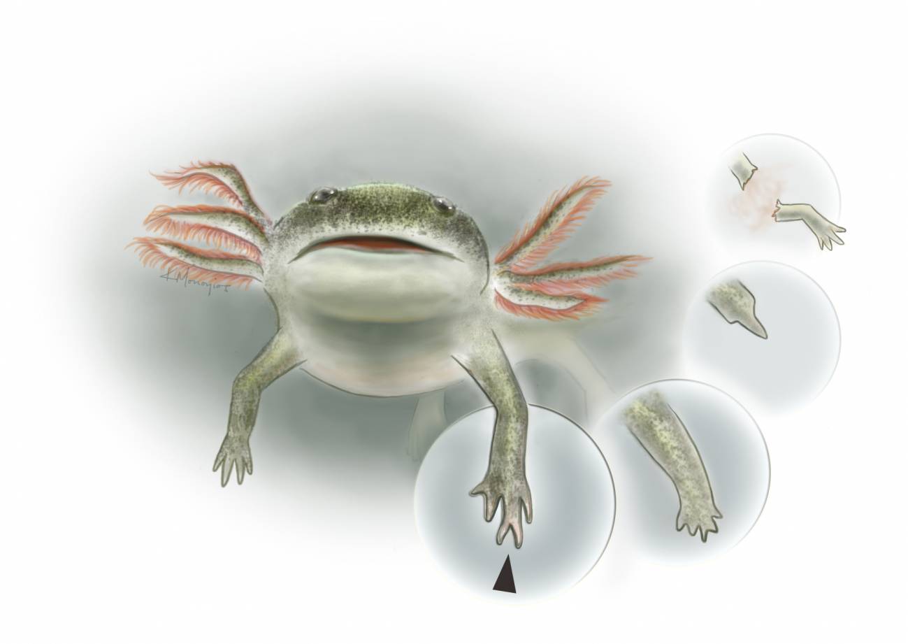 Los tetrápodos primitivos eran capaces de regenerarse como las salamandras