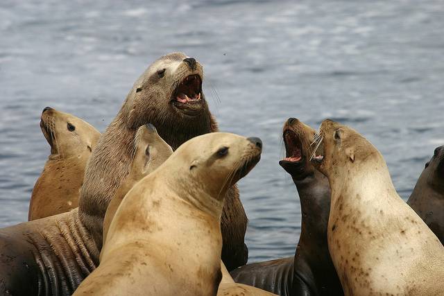 Los vínculos familiares que crean las hembras de león marino de Steller 