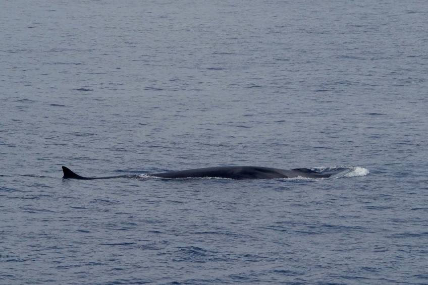 Más de 1,5 millones de ballenas, delfines y marsopas habitan el Atlántico 