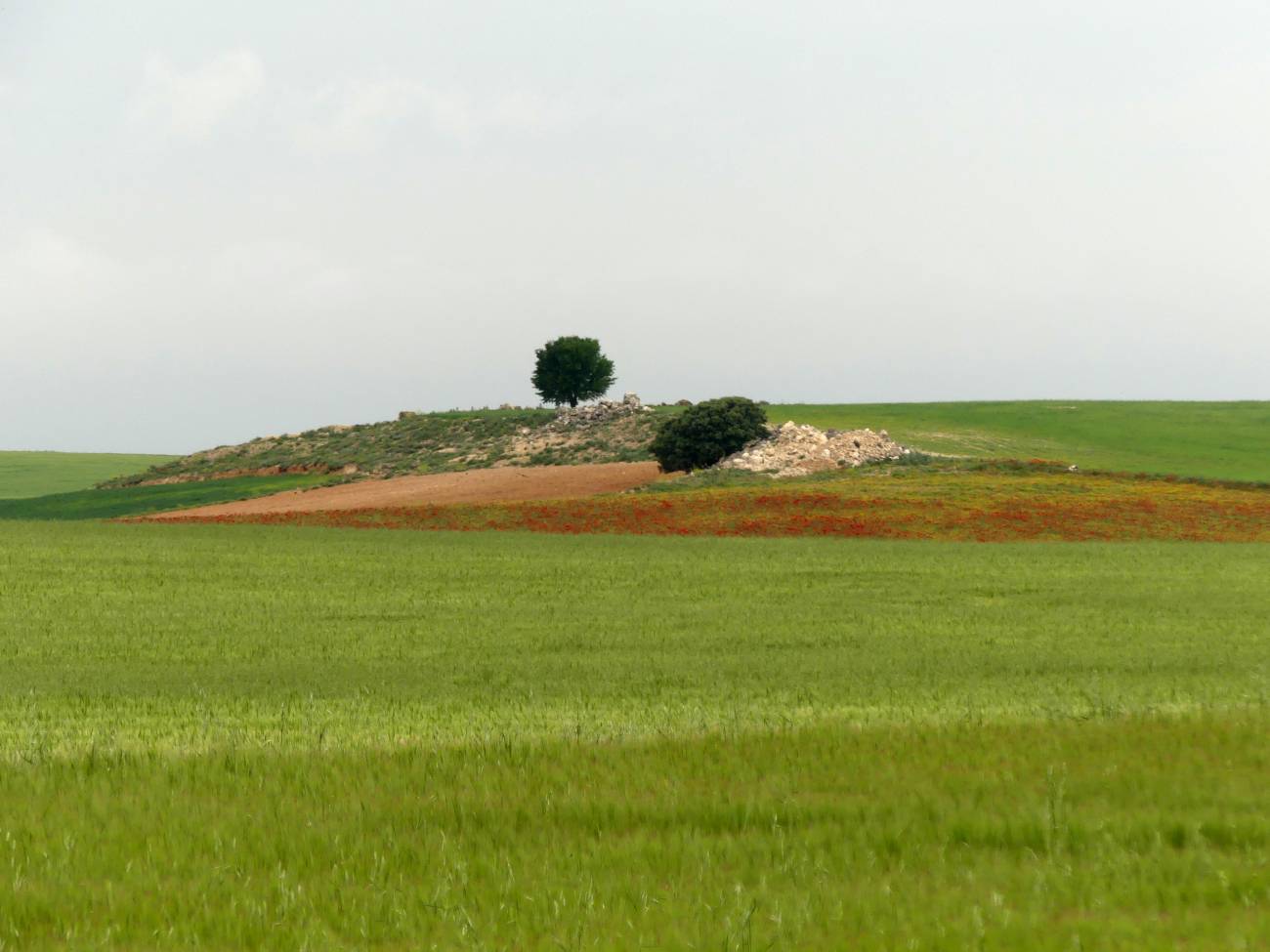 Más de 3.600 científicos proponen medidas para mejorar la Política Agraria Común de la UE