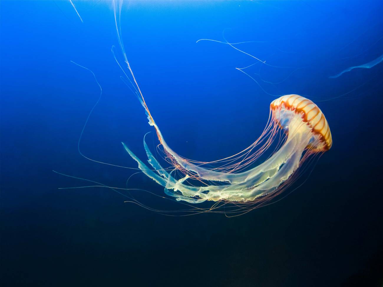 Medusas: un problema más allá de las picaduras