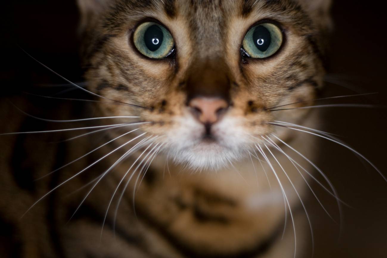 Mi gato tiene genes de leopardo