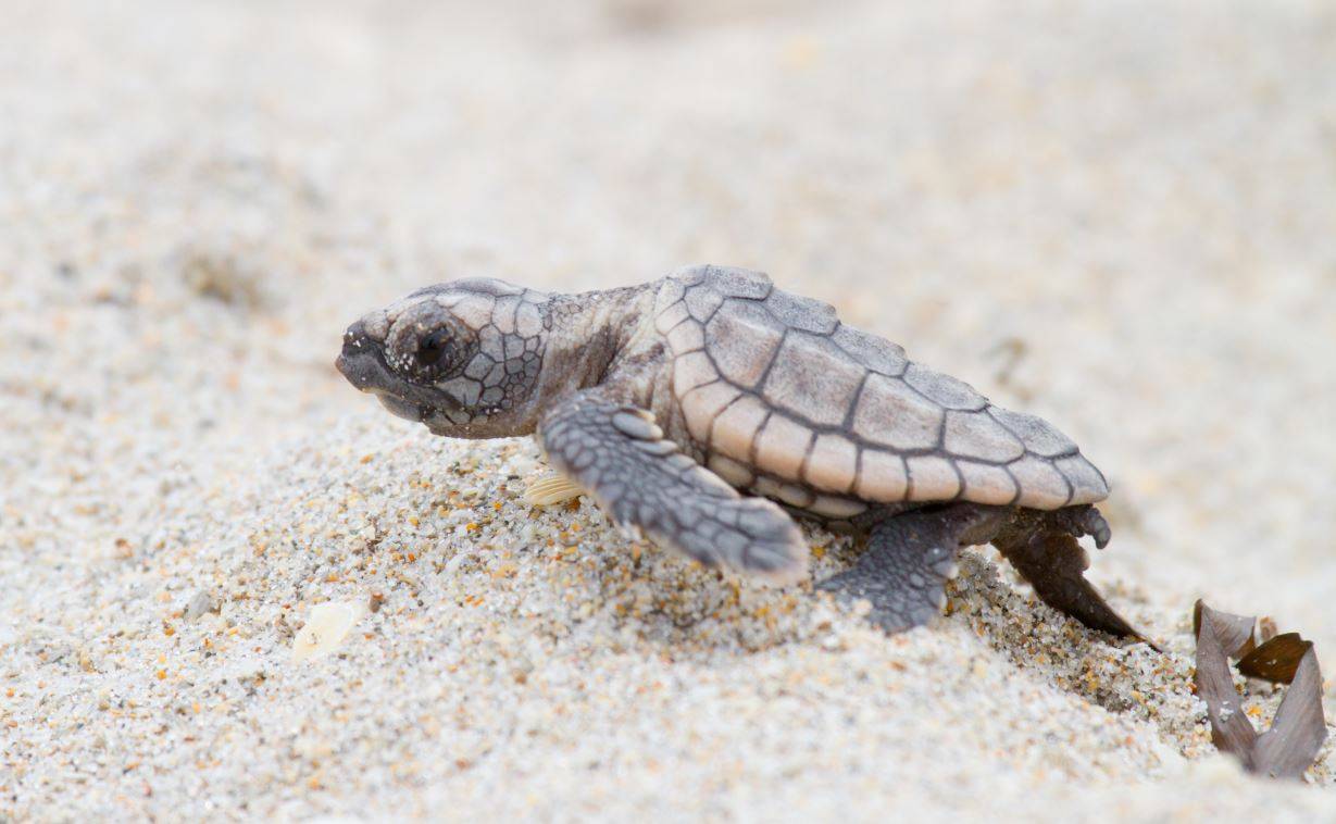 Nuevo método para conocer el sexo de las tortugas marinas