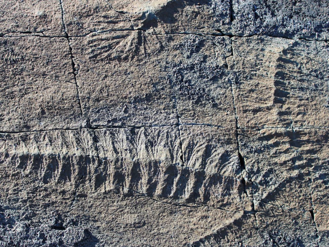 Nuevos fósiles revelan cómo se reproducían los organismos ediacáricos