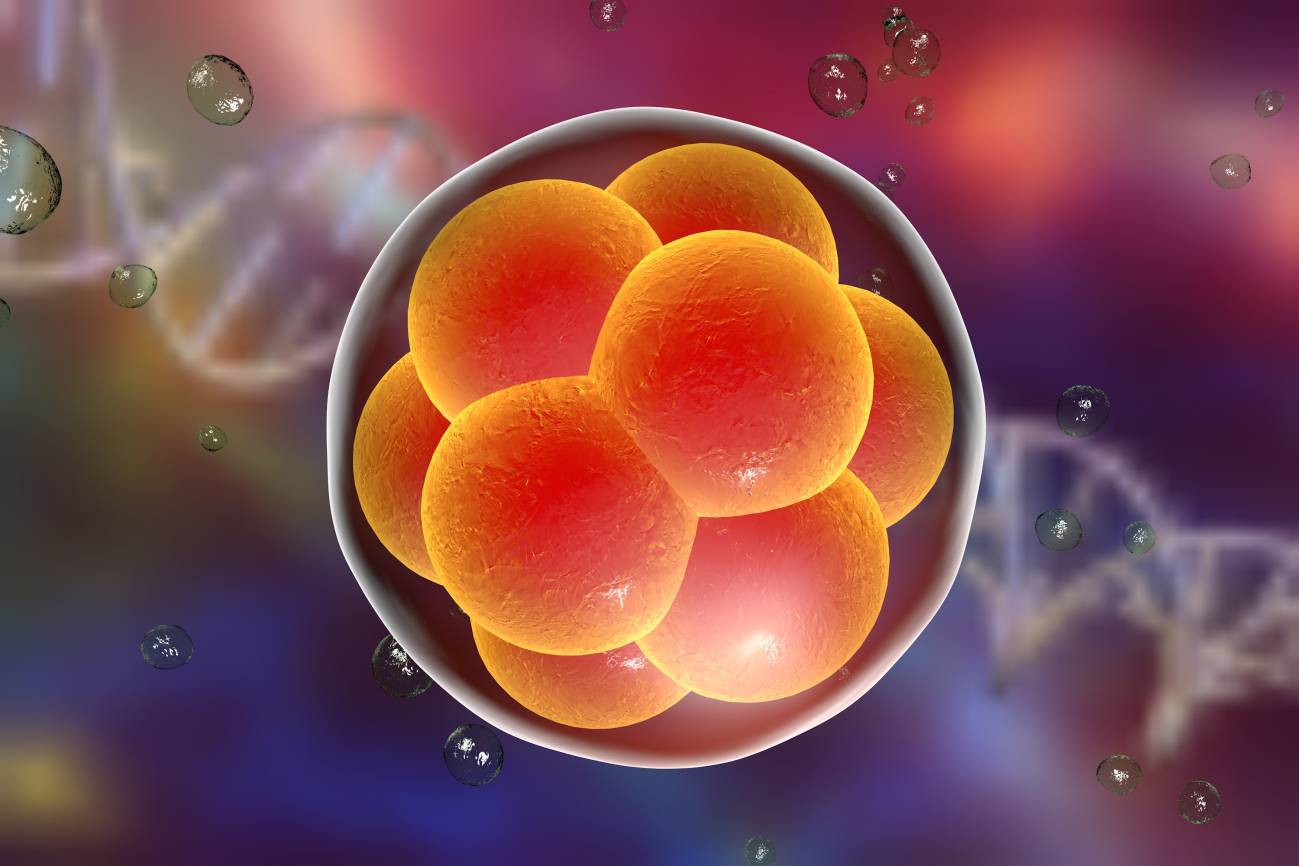 Piden una moratoria para frenar la creación de más bebés genéticamente modificados